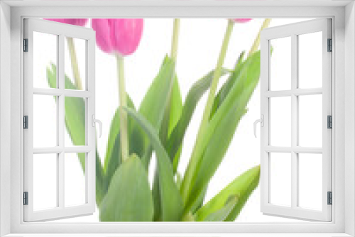Fototapeta Naklejka Na Ścianę Okno 3D - five pink tulips, isolated on white