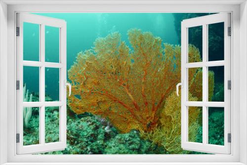 Fototapeta Naklejka Na Ścianę Okno 3D - Fan Coral