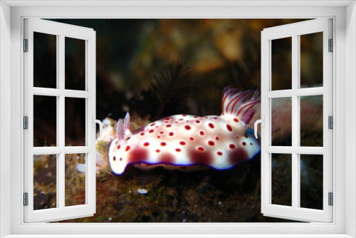 Fototapeta Naklejka Na Ścianę Okno 3D - Meeresschnecke