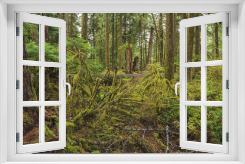 Fototapeta Naklejka Na Ścianę Okno 3D - Hoh Rainforest, Olympic National Park, Washington state, USA