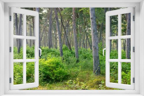 Fototapeta Naklejka Na Ścianę Okno 3D - dark pine forest scene