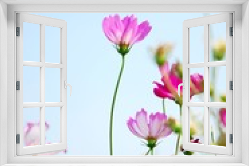 Fototapeta Naklejka Na Ścianę Okno 3D - Beautiful galsang flowers