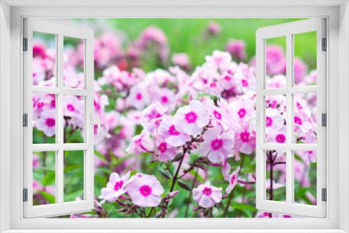 Fototapeta Naklejka Na Ścianę Okno 3D - Phlox flowers
