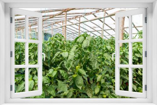 Fototapeta Naklejka Na Ścianę Okno 3D - Green Pepper In Vegetable Greenery Garden
