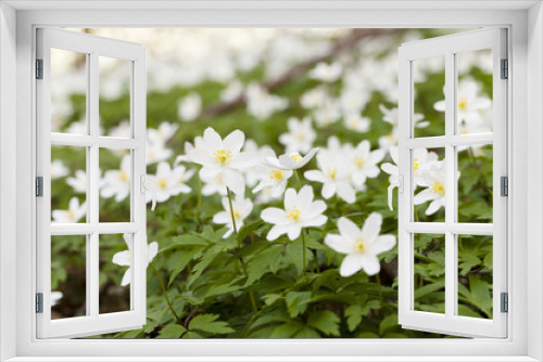 Fototapeta Naklejka Na Ścianę Okno 3D -   white spring flowers.