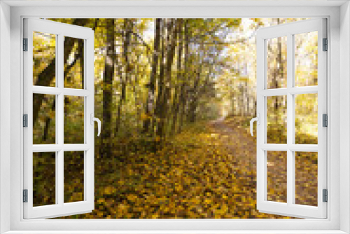 Fototapeta Naklejka Na Ścianę Okno 3D - autumn forest ,  Belarus