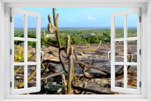 Fototapeta Naklejka Na Ścianę Okno 3D - vegetação do sertão