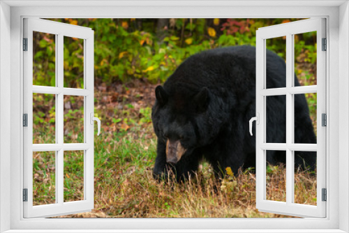 Fototapeta Naklejka Na Ścianę Okno 3D - Black Bear (Ursus americanus) Walks Head Down