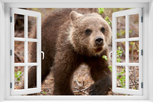 Fototapeta Naklejka Na Ścianę Okno 3D - Brown bear cub