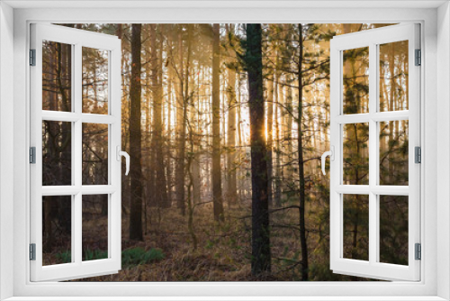 Fototapeta Naklejka Na Ścianę Okno 3D - Wędrówka po lesie