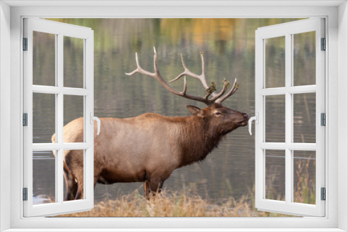 Fototapeta Naklejka Na Ścianę Okno 3D - Bull Elk by Lake During the Fall Rut