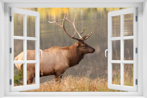 Fototapeta Naklejka Na Ścianę Okno 3D - Bull Elk by Lake During the Fall Rut