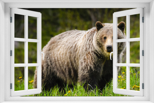 Fototapeta Naklejka Na Ścianę Okno 3D -  Grizzly Bear (Ursus arctos horribilis)