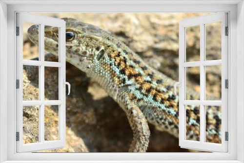 Fototapeta Naklejka Na Ścianę Okno 3D - Darevskia sp. Profile head and front legs. A lizard found on a hillside 20km from Baku, capital of Azerbaijan
