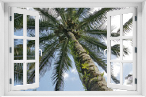 Fototapeta Naklejka Na Ścianę Okno 3D - Coconut Palm Tree