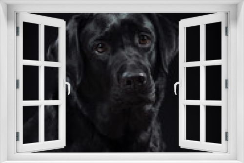 Fototapeta Naklejka Na Ścianę Okno 3D -  portrait dog breed black labrador on a studio