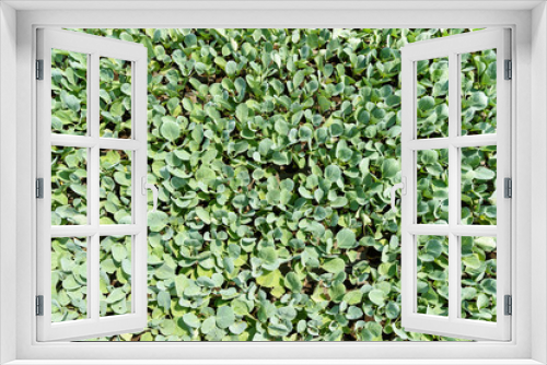 Fototapeta Naklejka Na Ścianę Okno 3D - Fresh Organic Salad Culture On Agricultural Field