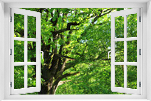 Fototapeta Naklejka Na Ścianę Okno 3D - old oak tree