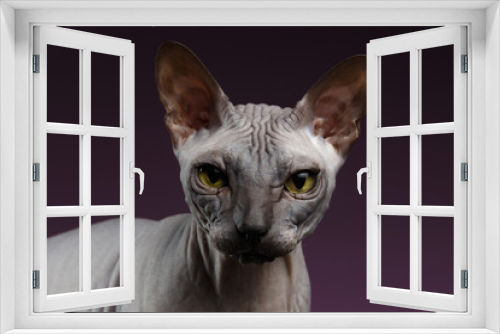 Fototapeta Naklejka Na Ścianę Okno 3D - Closeup Sphynx Cat Looking in camera on purple