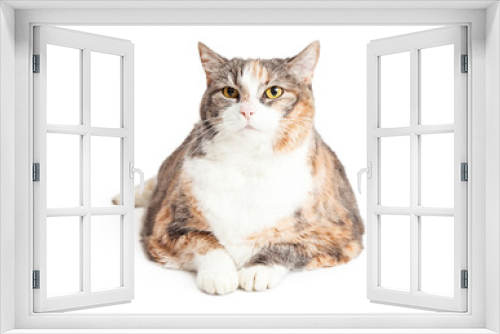 Fototapeta Naklejka Na Ścianę Okno 3D - Beautiful Calico Cat Laying Looking Forward