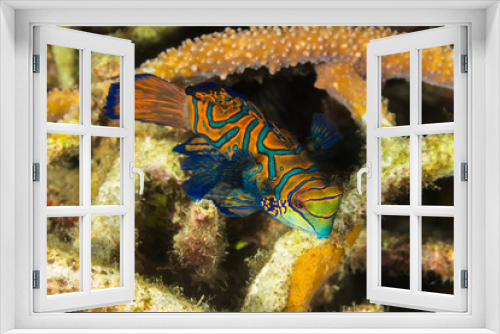 Fototapeta Naklejka Na Ścianę Okno 3D - Madarin Fish, Madarin Dragonet
