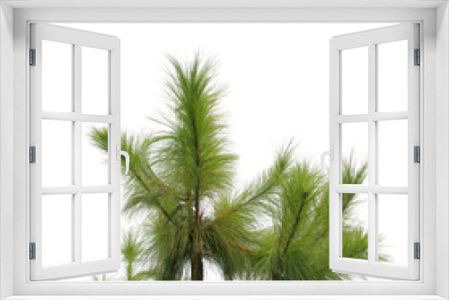 Fototapeta Naklejka Na Ścianę Okno 3D - green pine tree, isolated over white