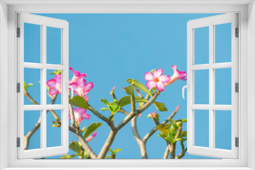 Fototapeta Naklejka Na Ścianę Okno 3D - Adenium or desert rose flower