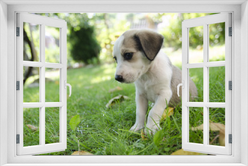 Fototapeta Naklejka Na Ścianę Okno 3D - Adorable mixed breed puppy in the grass