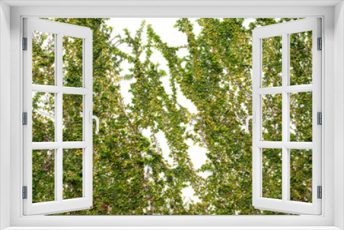 Fototapeta Naklejka Na Ścianę Okno 3D - Green Creeper Plant on white wall
