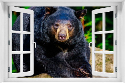 Fototapeta Naklejka Na Ścianę Okno 3D - American Black Bear