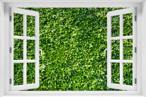 Fototapeta Naklejka Na Ścianę Okno 3D - Green leaves wall background
