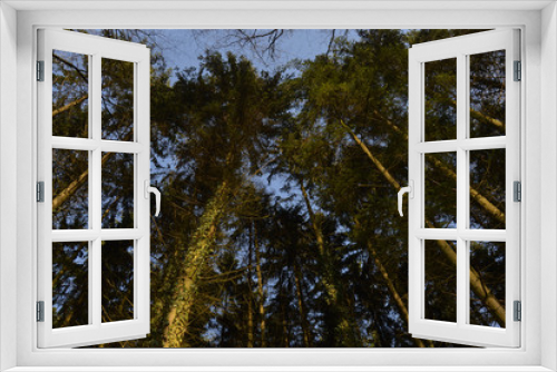 Fototapeta Naklejka Na Ścianę Okno 3D - Des arbres tournoyants.