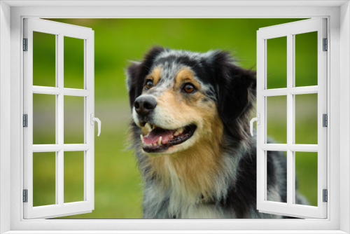 Fototapeta Naklejka Na Ścianę Okno 3D - Australian Shepherd portrait