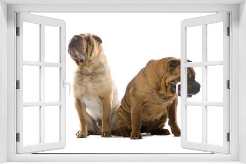 Fototapeta Naklejka Na Ścianę Okno 3D - two Chinese shar-pei dogs