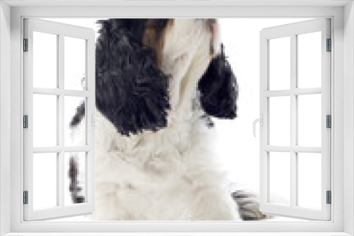 Fototapeta Naklejka Na Ścianę Okno 3D - Cavalier King Charles Spaniel