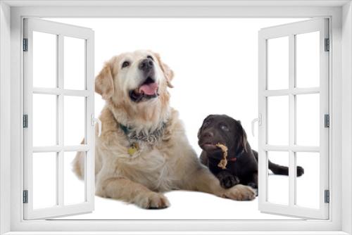 Fototapeta Naklejka Na Ścianę Okno 3D - golden retriever and a chocolate labrador pup