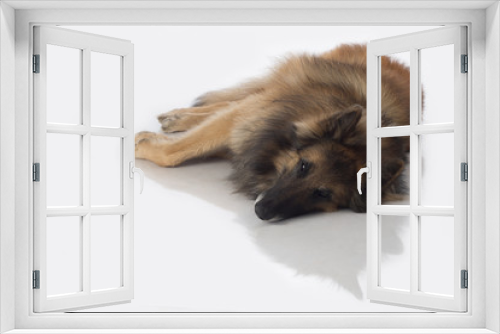 Fototapeta Naklejka Na Ścianę Okno 3D - Dog, Belgian Shepherd Tervuren, lying, isolated