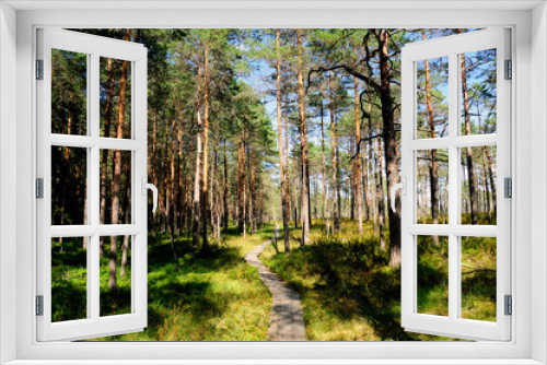Fototapeta Naklejka Na Ścianę Okno 3D - Kiefernwald im Hochmoor Riisa Raba / Estland
