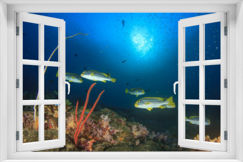 Fototapeta Naklejka Na Ścianę Okno 3D - Tropical fish coral reef sea ocean underwater