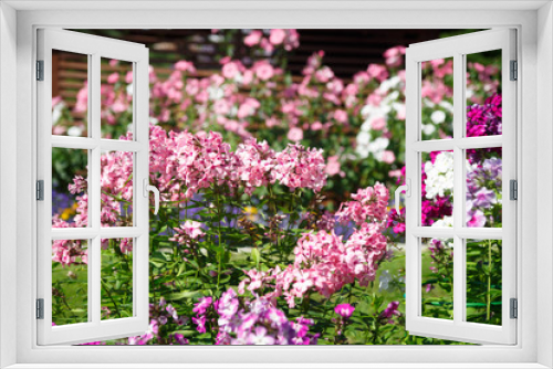 Fototapeta Naklejka Na Ścianę Okno 3D - Floral background. Multicolored phlox in the garden