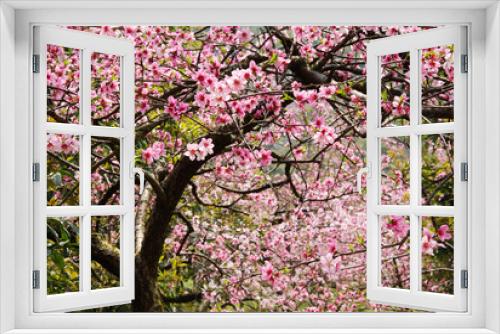 Fototapeta Naklejka Na Ścianę Okno 3D - The beautiful blooming peach flower