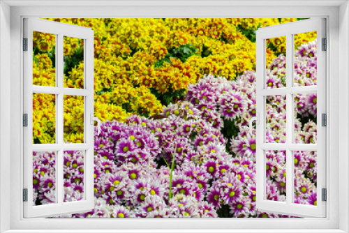 Fototapeta Naklejka Na Ścianę Okno 3D - Summer or spring beautiful garden with daisy flowers