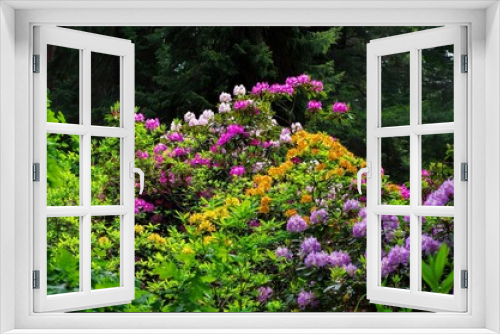 Fototapeta Naklejka Na Ścianę Okno 3D - Rhododendron - Rhododendron plants in spring