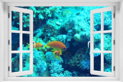 Fototapeta Naklejka Na Ścianę Okno 3D - coral fish underwater background