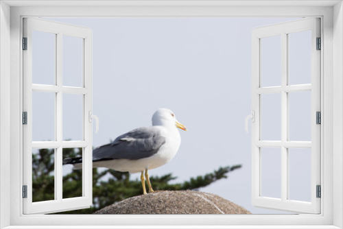 Fototapeta Naklejka Na Ścianę Okno 3D - Fearless big bird Seagull
