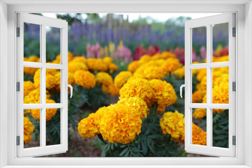 Fototapeta Naklejka Na Ścianę Okno 3D - Yellow marigold flowers in garden.