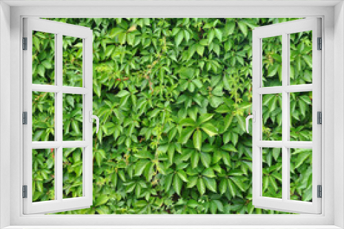 Fototapeta Naklejka Na Ścianę Okno 3D - wild grape green wall