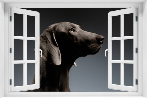 Fototapeta Naklejka Na Ścianę Okno 3D - Close-up Portrait Weimaraner dog in Profile view on white gradient