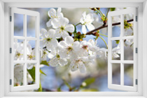 Fototapeta Naklejka Na Ścianę Okno 3D - Cherry blossoms on a branch in the sunshine. Tonning photo