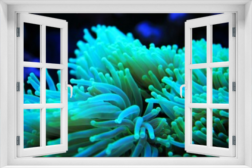 Fototapeta Naklejka Na Ścianę Okno 3D - Torch Coral (Euphyllia glabrescens) 